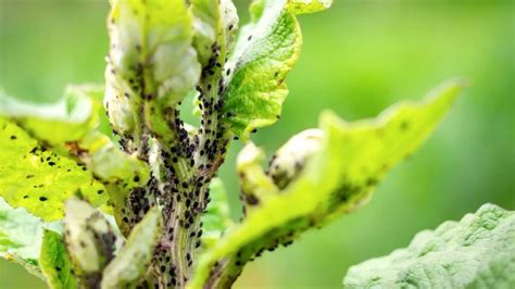 Are You Seeing Tiny black bugs on plants outside? Then read this