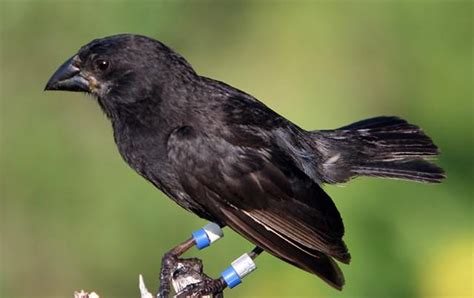 Scientists are watching a new species of bird evolve in real time - BT