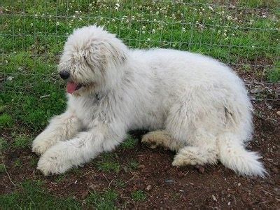 Komondor Dog Breed Information and Pictures