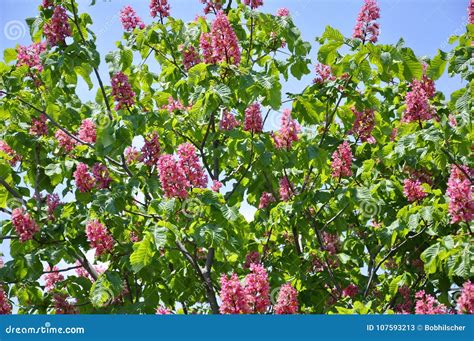 Pink Flowers on Red Horse-chestnut Tree Stock Image - Image of chestnut ...