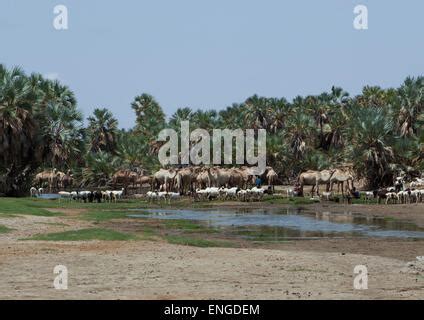 Oasis in the Chalbi desert, Kenya Stock Photo - Alamy