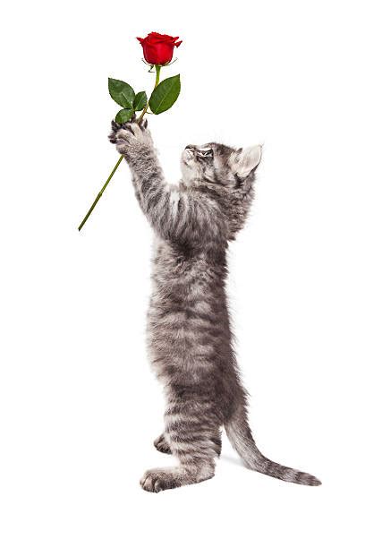 Best Cat With Rose Stock Photos, Pictures & Royalty-Free Images - iStock