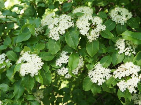 What Is A Blackhaw Viburnum Tree: Blackhaw Tree Care In The Landscape