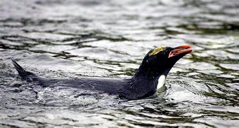 Macaroni Penguin – "OCEAN TREASURES" Memorial Library