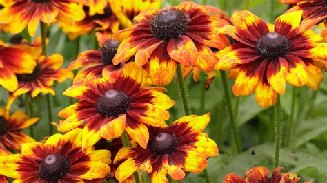 Black-eyed Susan care and growing guide: top rudbeckia tips | Gardeningetc