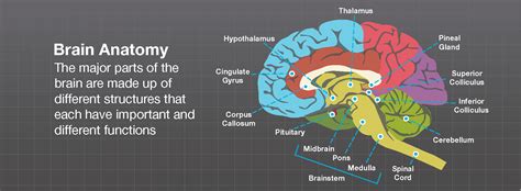 Brain Parts And Functions - greenwaycouture