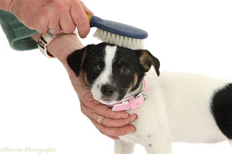 Dog: Grooming Jack Russell Terrier pup photo WP25340