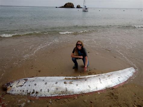 Giant Oarfish Facts, Habitat, Diet, Life Cycle, Baby, Pictures