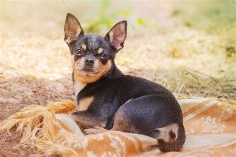 Dog mini breed chihuahua lies on a blanket in nature. Black and tan ...