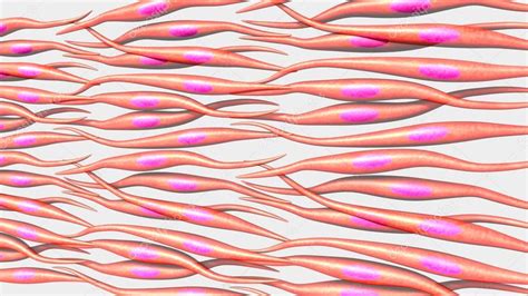 human muscle cells