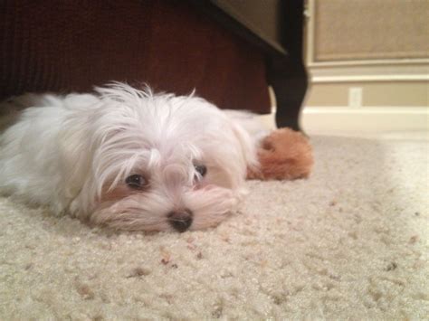 Tired Maltese | Teacup puppies maltese, Maltese puppy, Maltese dogs