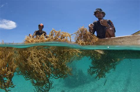 Seaweed Farming Information and Guides to Build Them - Fresh Seaweed ...