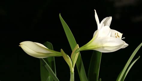 Amaryllis & Dormancy | Garden Guides