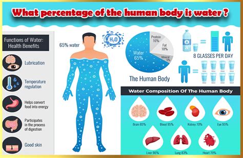 What percentage of the human body is water? - Your Taste - Your Style