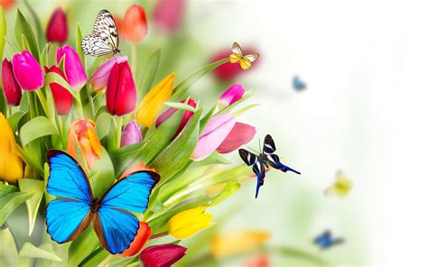 Spring Flowers and Butterflies Wallpapers - Top Free Spring Flowers and Butterflies Backgrounds ...