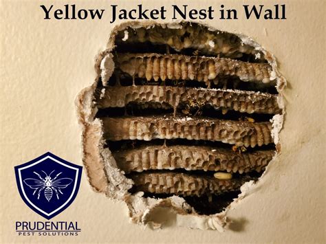 Yellow Jacket Nest in Wall Treatment - Prudential Pest Solutions