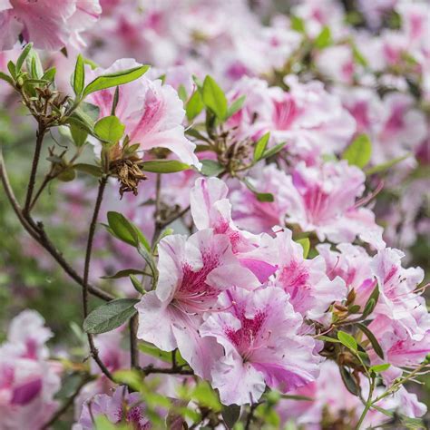 Rhododendron Care: How To Grow Beautiful Rhododendrons and Azaleas ...