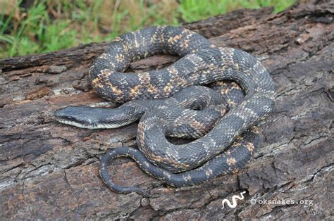 Western ratsnake