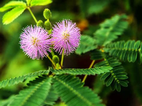 Mimosa Pudica Flower Uses | Best Flower Site