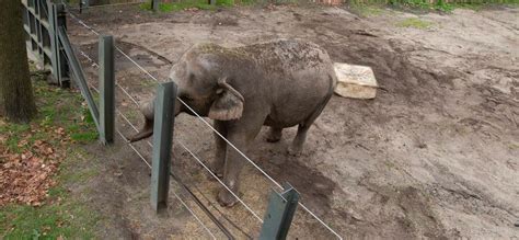 Court Rules Bronx Zoo Elephant Named Happy Isn’t Legally A Person