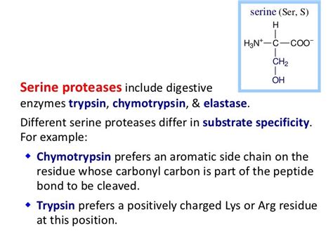 Serine proteases