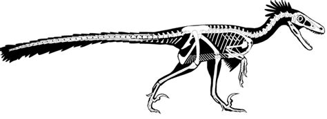 Fossils of a new dromaeosaur date to the end of the Age of Dinosaurs