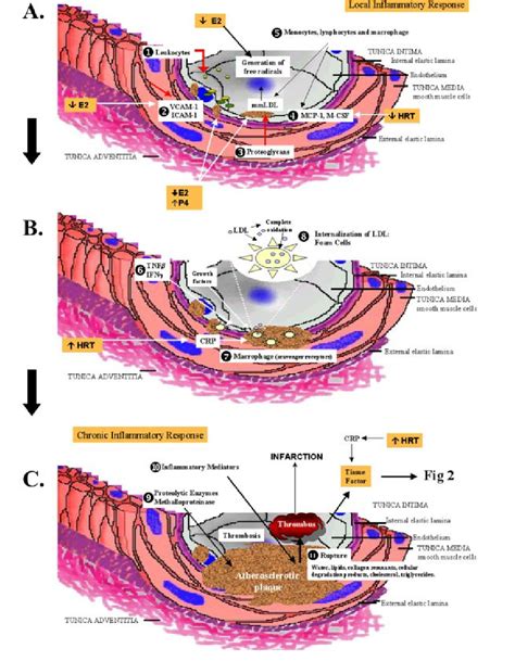 Hormonal effects on the atherogenic process. A. expression of... | Download Scientific Diagram