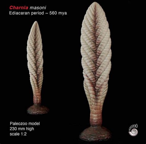 Charnia masoni model from Paleozoo Evolutionary Models