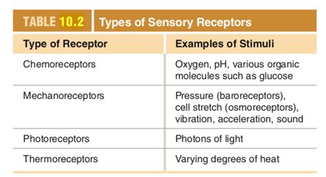 Solved TABLE 10.2 Types of Sensory Receptors Type of | Chegg.com