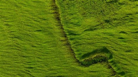 Premium Photo | Aerial view of green rice field texture background rice plants bend down to ...