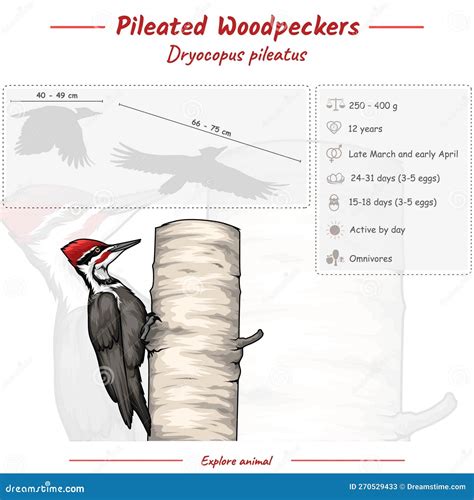 Infographic Of A Pileated Woodpecker Cartoon Vector | CartoonDealer.com ...