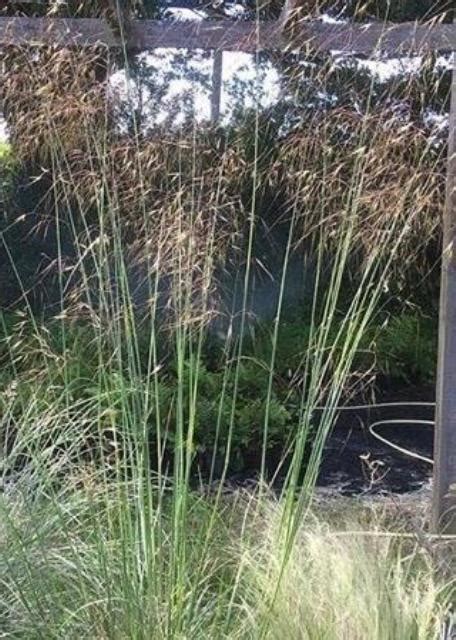 Stipa gigantea - Rotherview Nursery