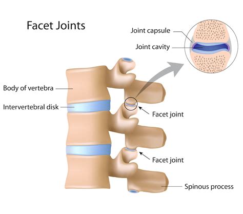 Four Facet Joint Facts - Spinerad