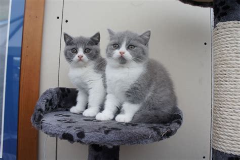 2 Blue & White British Shorthair Kittens | Blackburn, Lancashire ...