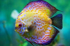 Discus Fish: Characteristics, care, varieties and more....