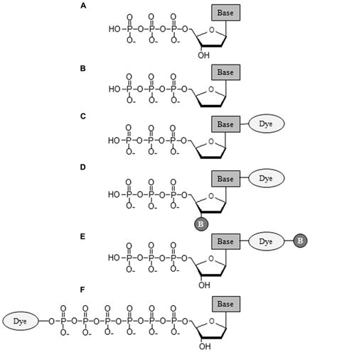 Structures of nucleotides utilized in the generations of DNA... | Download Scientific Diagram