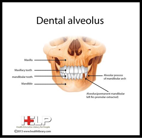 Dental Alveolus Dental Terminology, Dentistry Education, Dental ...