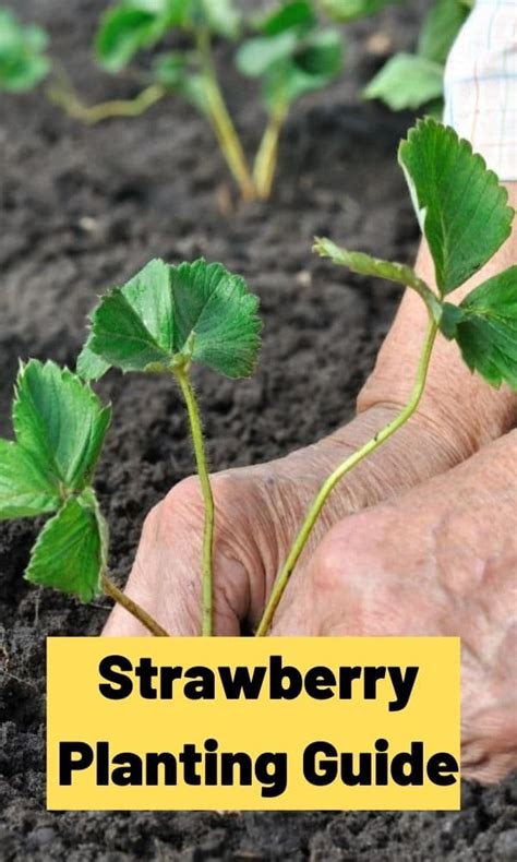 Strawberry Planting Guide (Updated 2022)