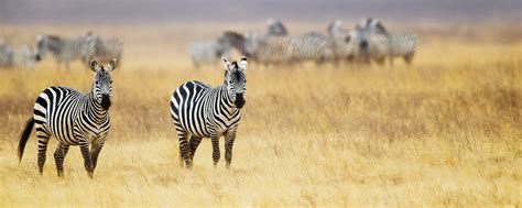 Makgadigadi Zebra Migration | Best Botswana Safari Experiences | Art Of ...