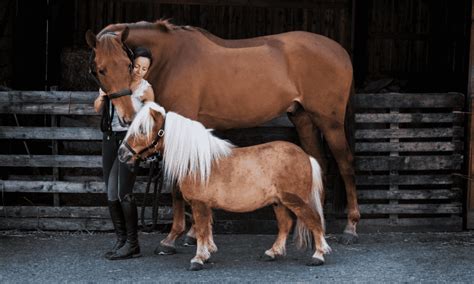 Pony vs Horse: What's the Difference - The Horse and Stable