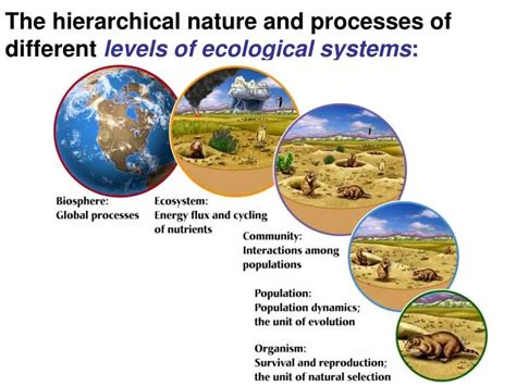 PPT - The hierarchical nature and processes of different levels of ...