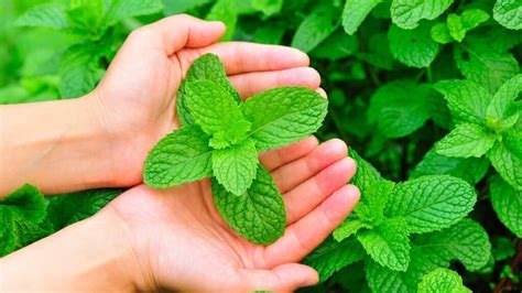 Top Tips for Harvesting Your Mint Plant without Killing It