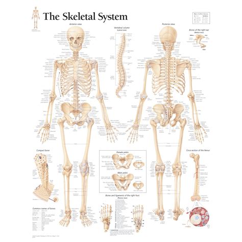 Cross Section Of A Bone Labeled / Human Skeleton Labelling Sheet Human Body Bones / Vector image ...