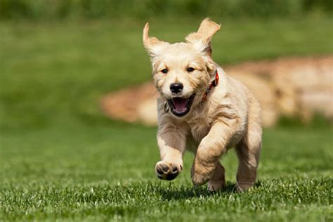 Dog Run Over by Train Is Miraculously A-Okay