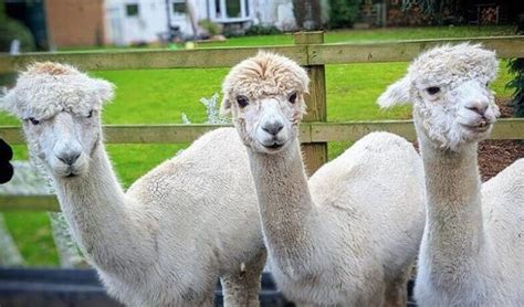 150 Best Alpaca Names - Cute & Funny Names for Your Alpaca - PetPress