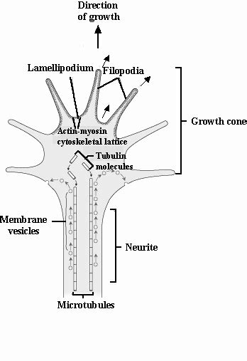 Growth cone – Lancaster Glossary of Child Development