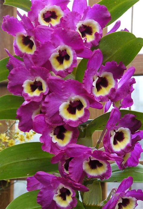 Anggrek Cattleya Ungu - Orchids | Plants