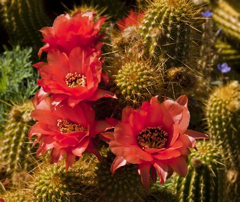 Walking Arizona: Spring Flowers in the Desert