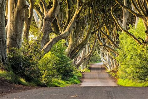 Dark Hedges - Ireland Highlights