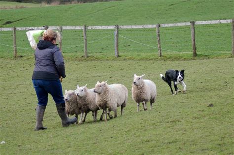 Is herding the right hobby for your pet Border Collie? - That'll Do Academy